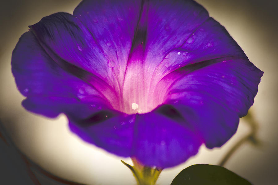 Flower Photograph - Bright Shade by Stephen Buckenberger
