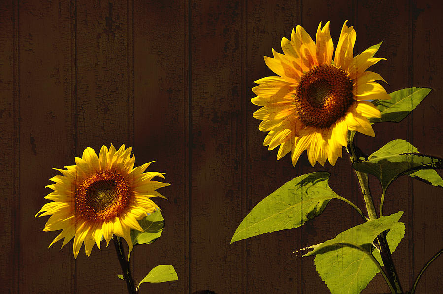 Bright Sunflower Pair Photograph by Nancy De Flon