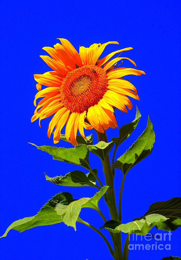 Bright Sunflower Photograph by Patrick Witz