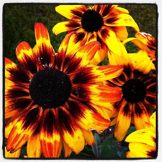 Bright Yellow And Brown Sunflowers Photograph by Jyothi Joshi