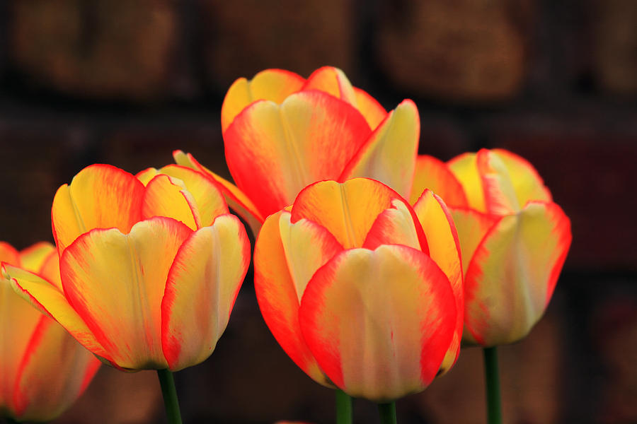 Bright Yellow and Red Tulips Photograph by Richard Gregurich