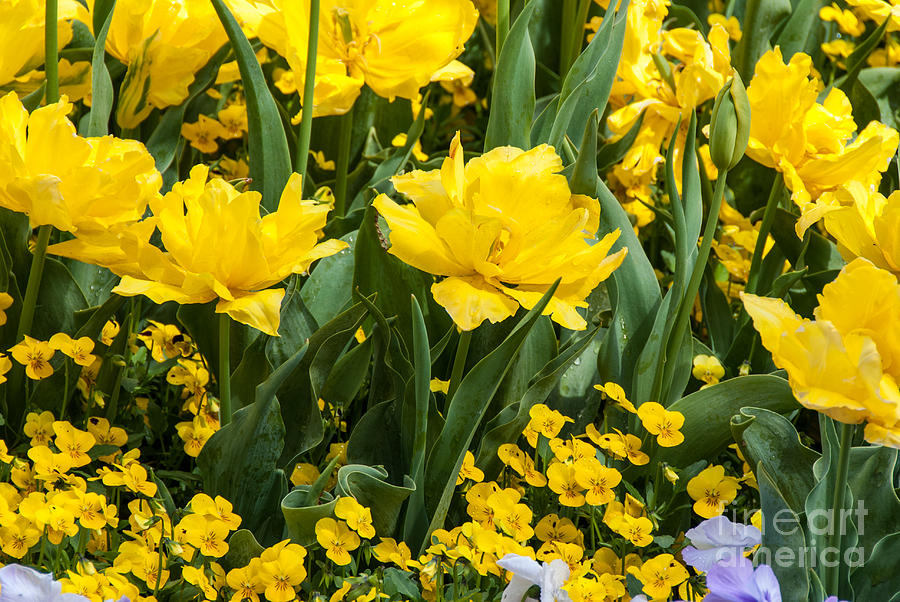 Bright yellow tulips and pansies Photograph by Fran Woods