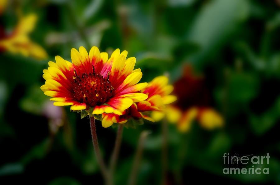 Nature Photograph - Brighten up Your Day by Vicki Pelham