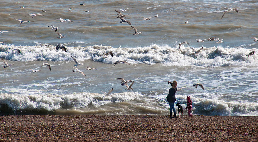 Bird Photograph - Brighton Beach Scene by Geraldine Alexander