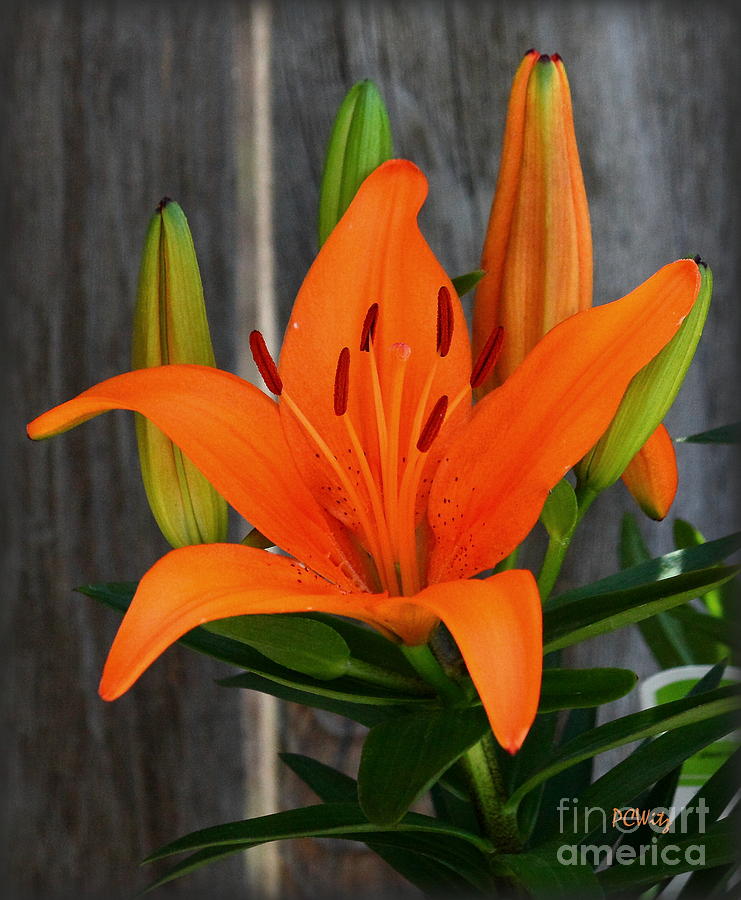 Brillant Orange Lily Photograph by Patrick Witz