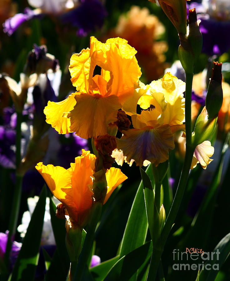 Brillant Yellow Iris Photograph by Patrick Witz