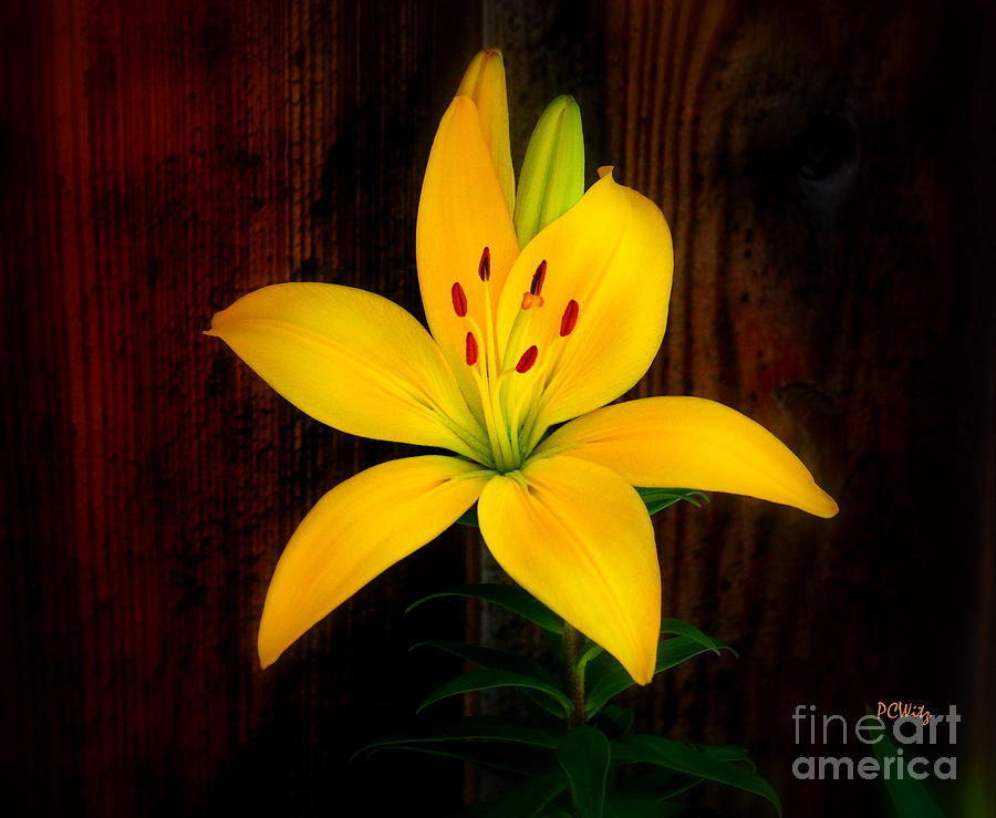Brillant Yellow Lily Photograph by Patrick Witz