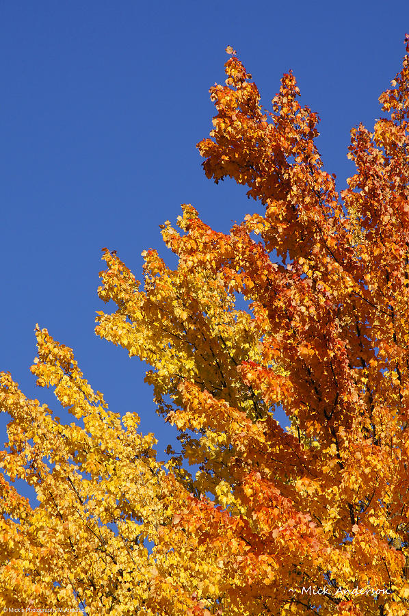 Brilliant Fall Color and Deep Blue Sky Photograph by Mick Anderson