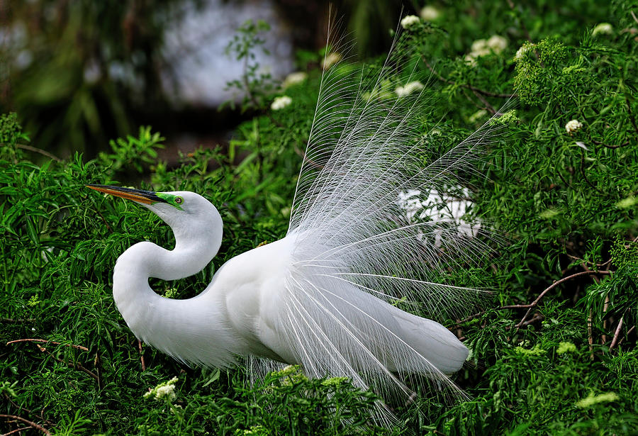 Brilliant Feathers Photograph by Bill Dodsworth