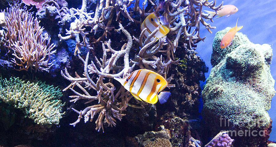Brilliant Fish Aquarium Photograph by Jim And Emily Bush