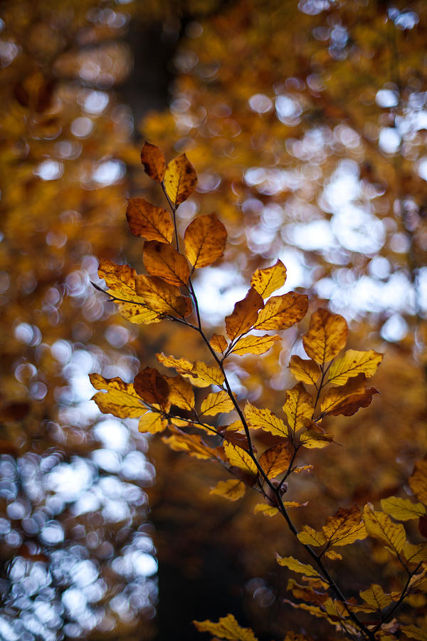 Brilliant Leaves Photograph by Mike Reid - Fine Art America