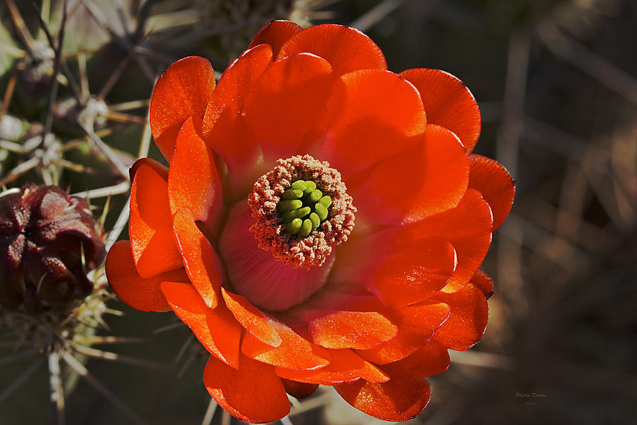 Brilliant Orange Cactus Flower Photograph by Phyllis Denton
