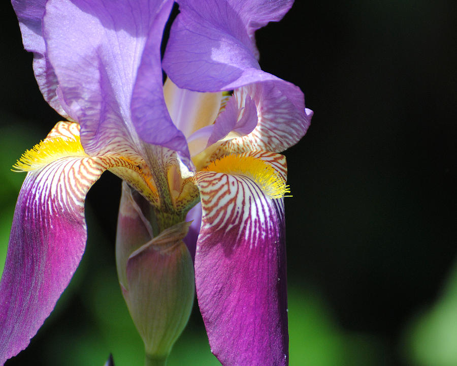 Brilliant Purple Iris Flower II Photograph by Jai Johnson
