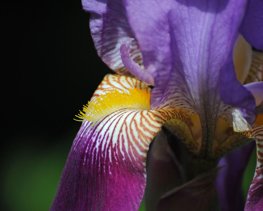 Brilliant Purple Iris Flower III Photograph by Jai Johnson