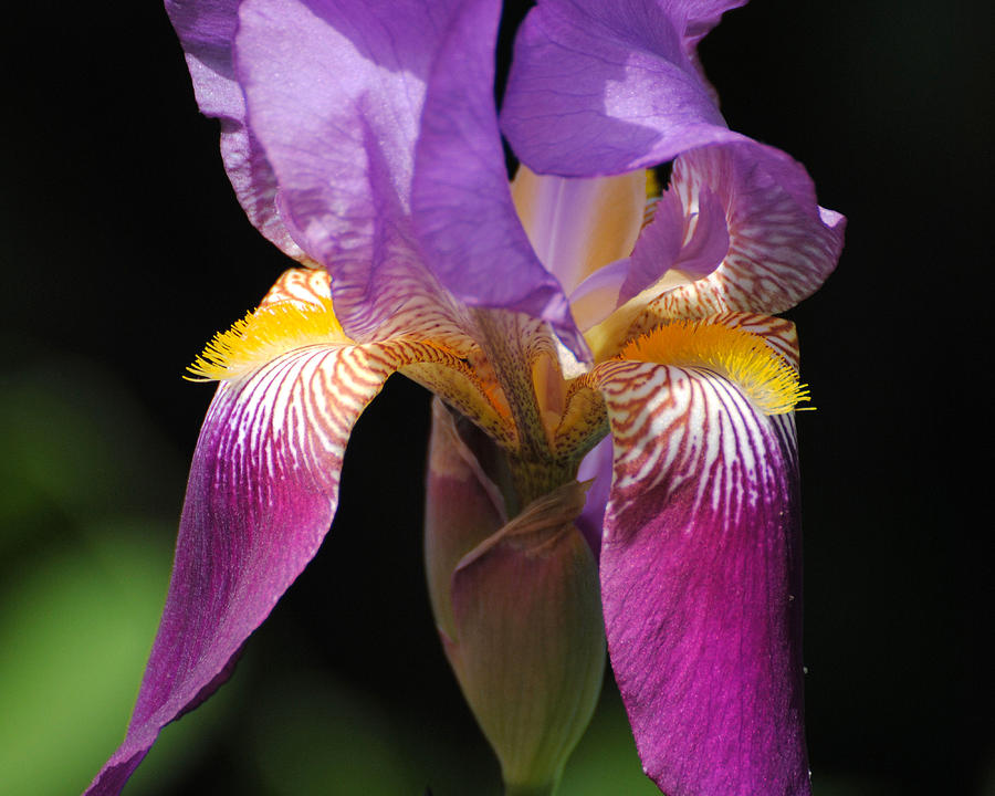 Brilliant Purple Iris Flower Photograph by Jai Johnson