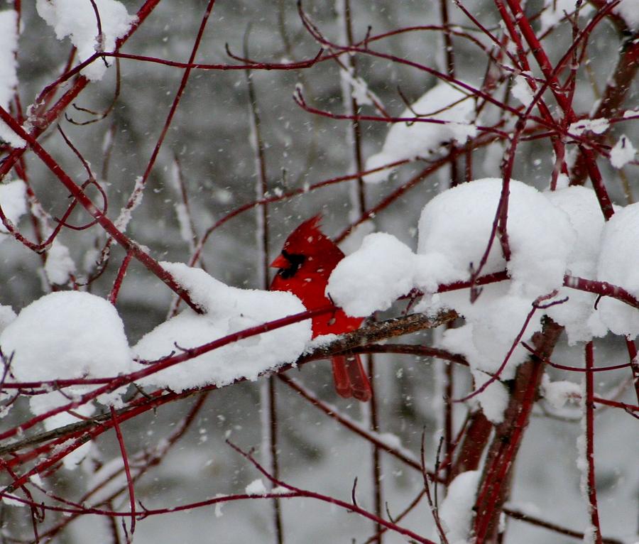 Brilliant Shade of Red Photograph by Barbara S Nickerson