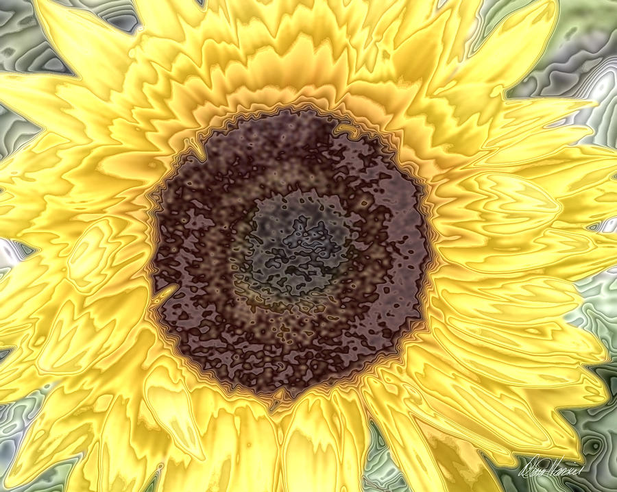 Sunflower Photograph - Brilliant Sunflower by Diana Haronis