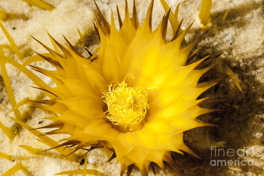 Brilliant Yellow Cactus Flower Photograph by Darcy Michaelchuk