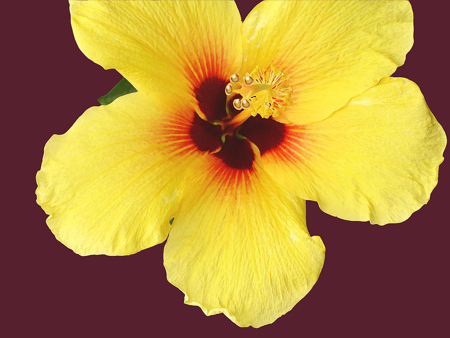 Flower Digital Art - Brilliant Yellow Hibiscus by Karen Nicholson