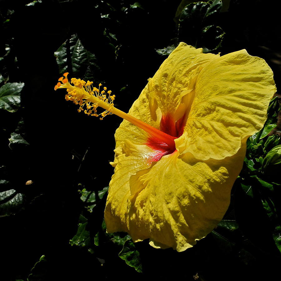Brilliant Yellow Hibiscus Photograph by Kirsten Giving