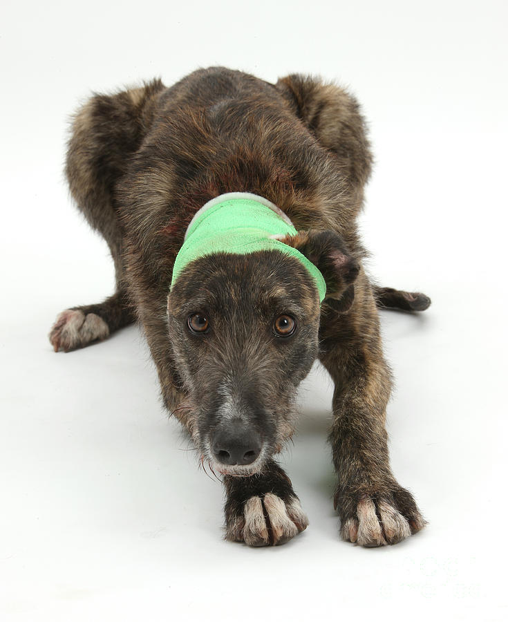Nature Photograph - Brindle Lurcher Wearing A Bandage by Mark Taylor