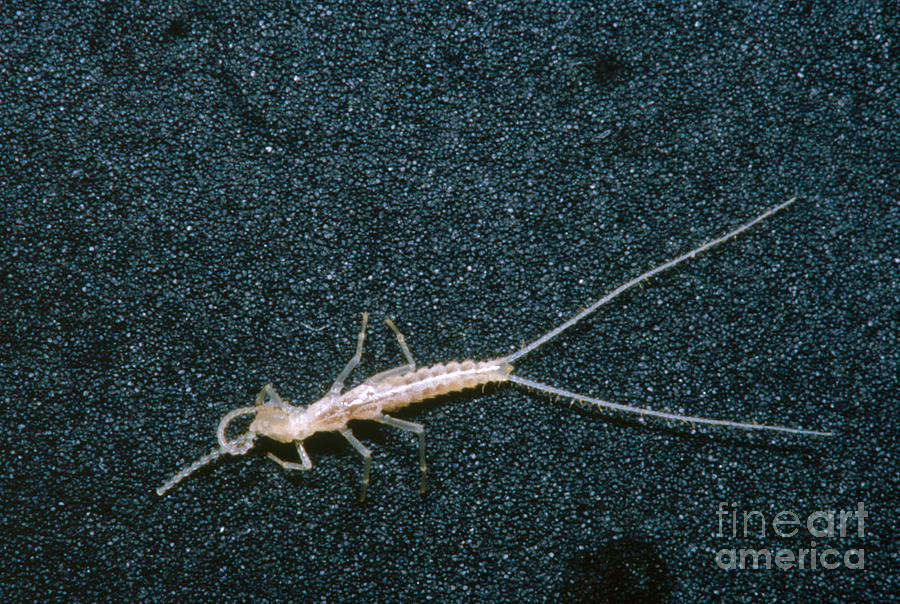 Bristle-tail, A Rare Cave Invertebrate Photograph by Dante Fenolio
