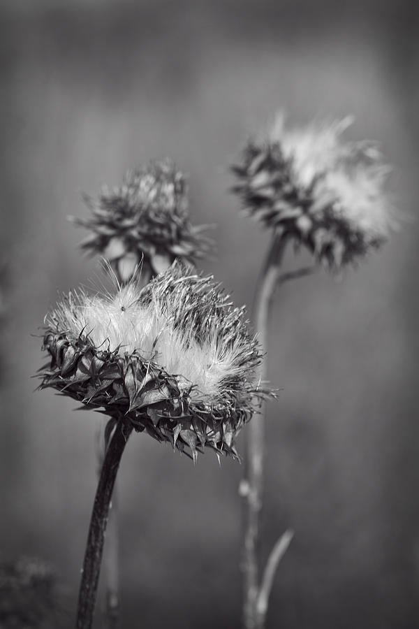 Bristle Thistle in Black and White Photograph by Kathy Clark | Fine Art ...