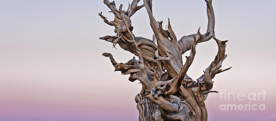 Bristlecone Pine - Early Morning - 1 Photograph by Olivier Steiner