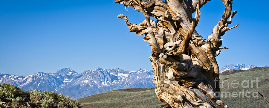 Bristlecone Pine - Early Morning - 3 Photograph by Olivier Steiner