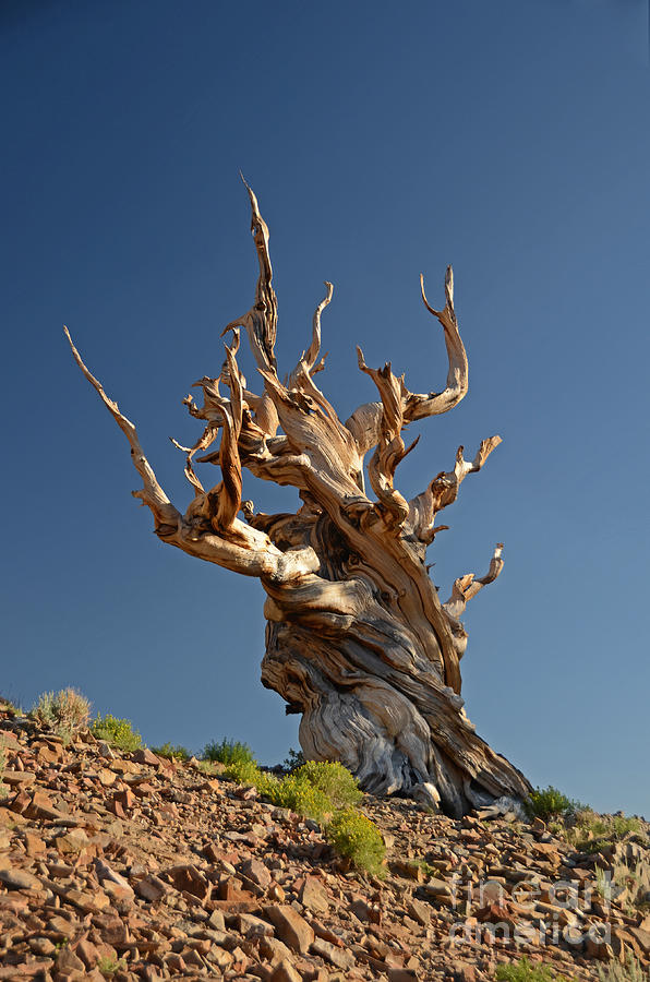 Bristlecone Pine Photograph by Cassie Marie Photography