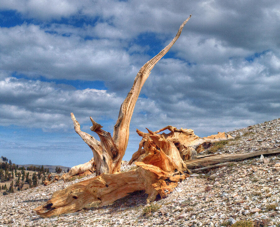 Bristlecone Pine in Repose Photograph by Joe Schofield