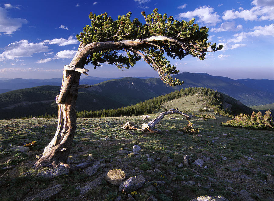 Bristlecone Pine Mt Evans Colorado Photograph by Tim Fitzharris