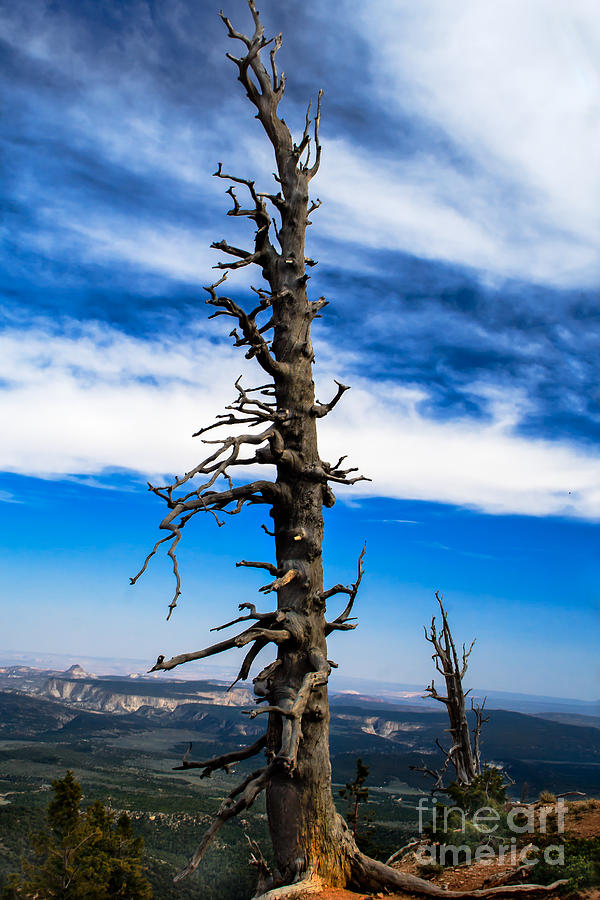 Bristlecone Pine Photograph by Robert Bales