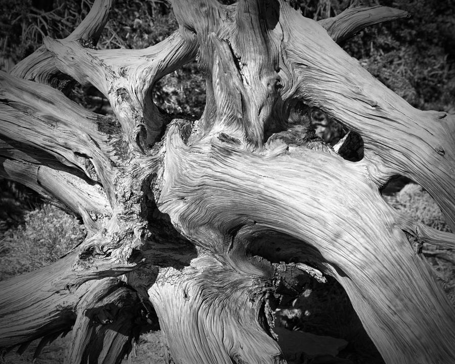 Bristlecone Pine Roots White Mountains CA Photograph by Troy Montemayor