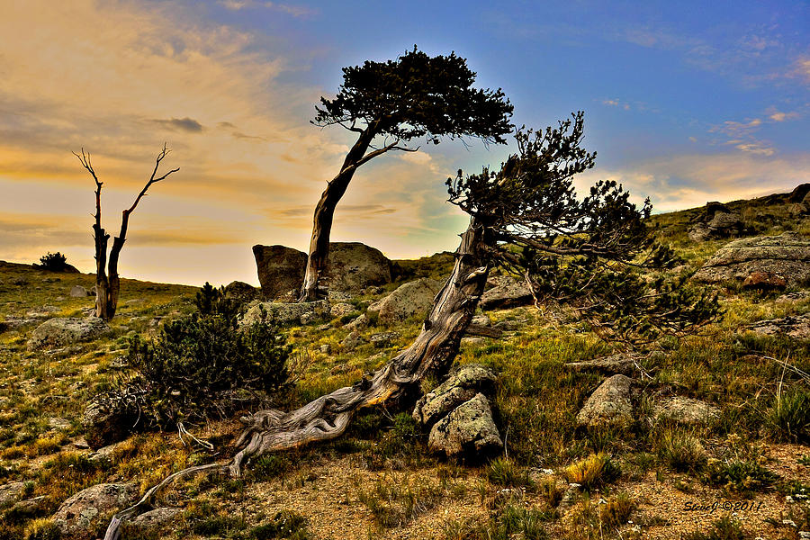 Bristlecone Pine Sunset Photograph by Stephen Johnson