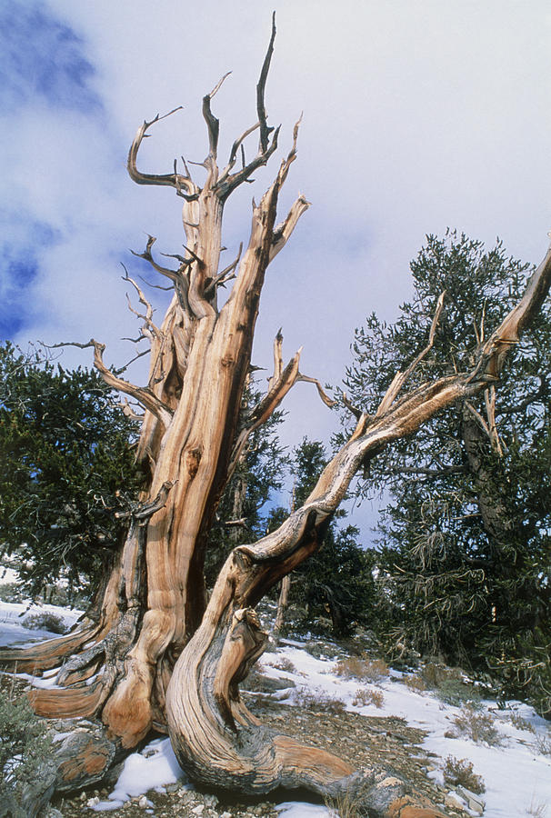 Bristlecone Pine Tree, Pinus Aristata Photograph By David Nunuk - Pixels