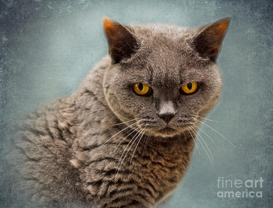 British Blue Shorthaired Cat Photograph by Louise Heusinkveld