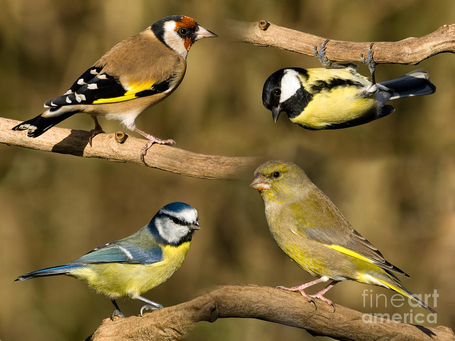 British garden birds Photograph by Steev Stamford