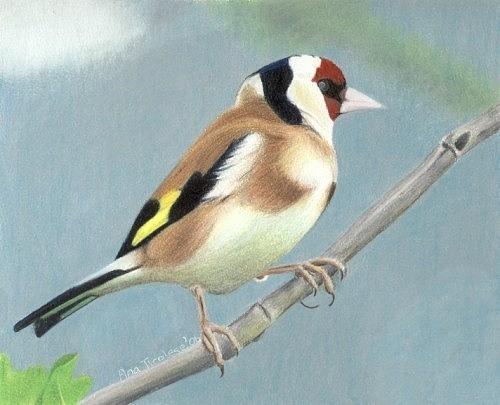 British Goldfinch Drawing by Ana Tirolese