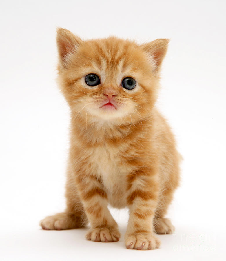 red tabby kitten