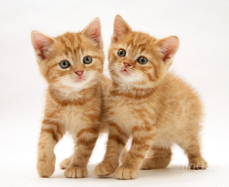 British Shorthair Red Tabby Kittens Photograph By Jane Burton 