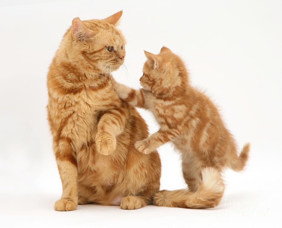 British Shorthair Tabby And Kitten Photograph by Jane Burton Fine Art America
