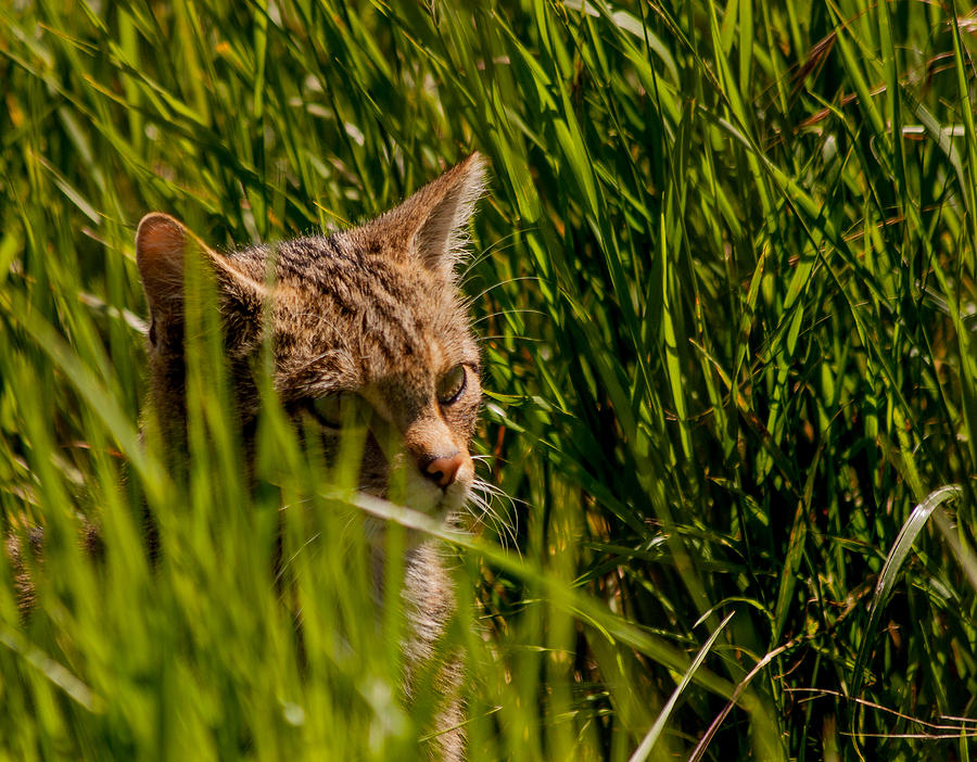 Animal Photograph - British Wild Cat by Dawn OConnor