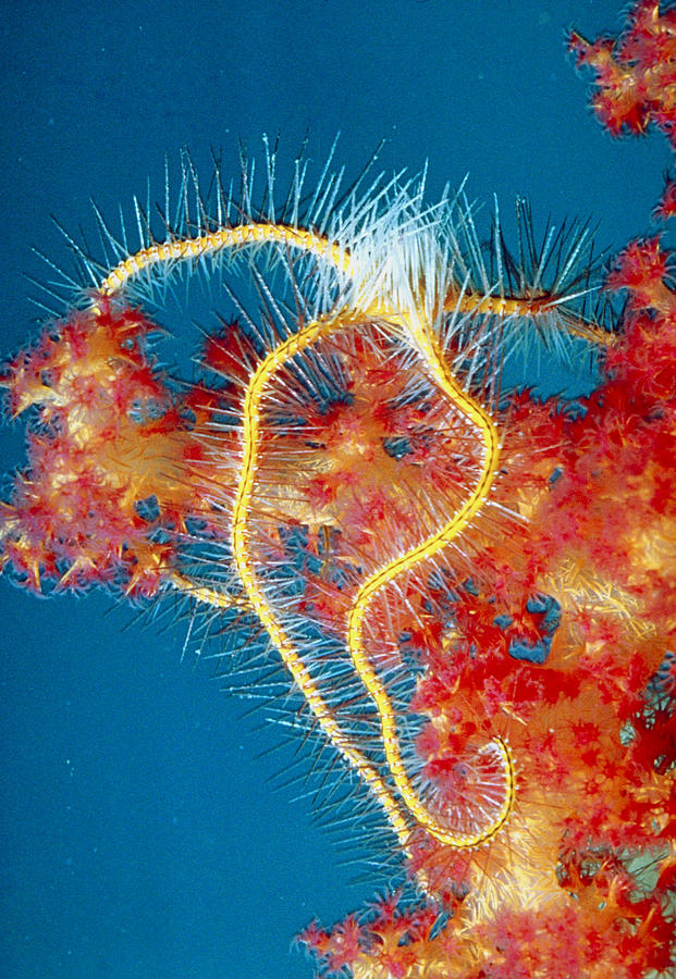 Wildlife Photograph - Brittle Star On Coral by Peter Scoones