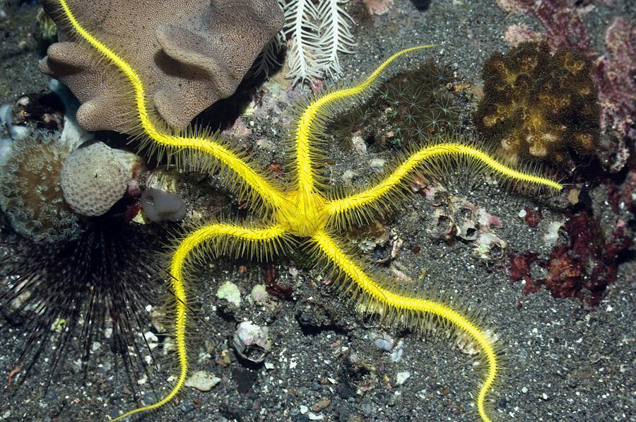 Nature Photograph - Brittlestar On A Reef by Georgette Douwma