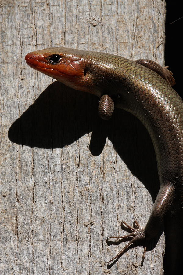 Broad-headed Skink On Barn  Photograph by Daniel Reed