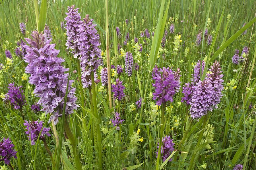 Broad-leaved Marsh Orchid Dactylorhiza Photograph by Jan Vink