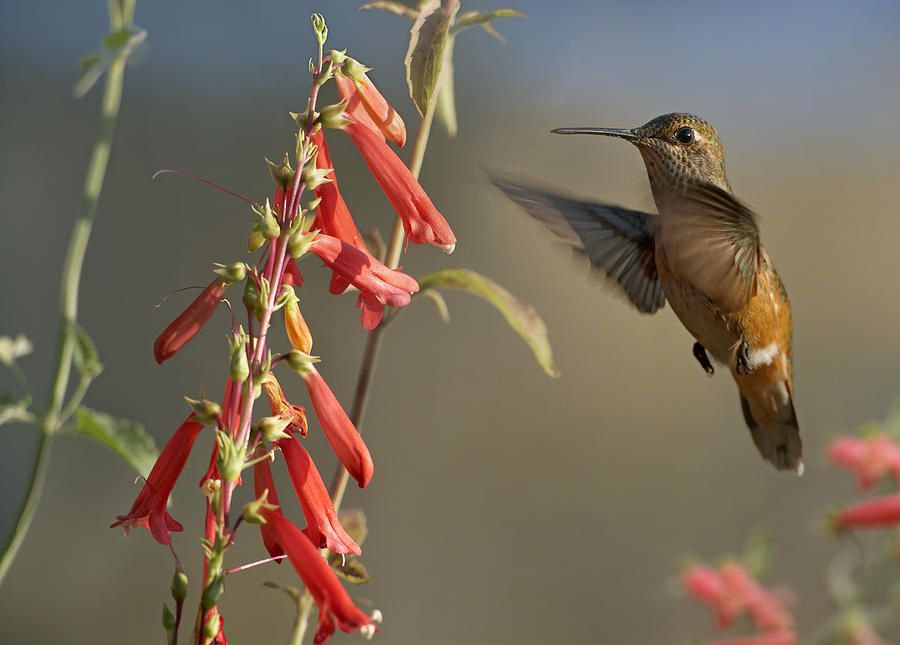 Broad Tailed Hummingbird Feeding Photograph by Tim Fitzharris
