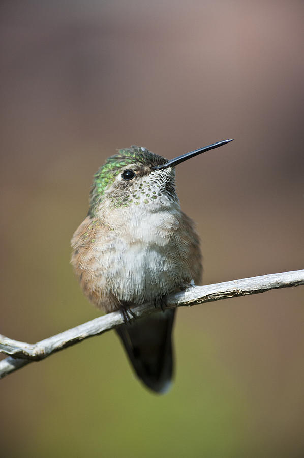 Broad-tailed Hummingbird Female, Sonoran Desert Photograph by Ed Reschke