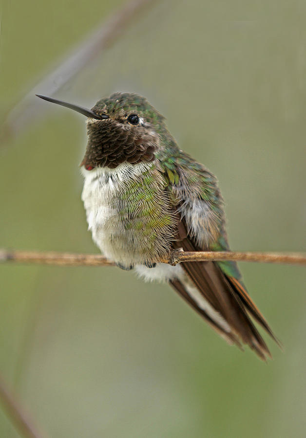 Broad-Tailed Hummingbird Photograph by Juergen Roth